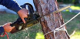 Best Commercial Tree Services  in Franklin, MI