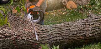 Best Storm Damage Tree Cleanup  in Franklin, MI