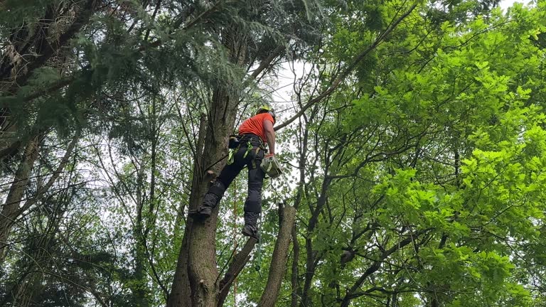 Best Leaf Removal  in Franklin, MI