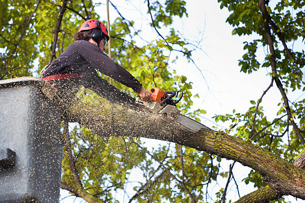  Franklin, MI Tree Services Pros